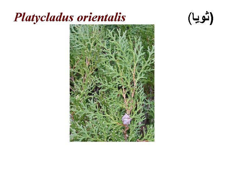 Platycladus orientalis ( )ﺛﻮﻳﺎ 