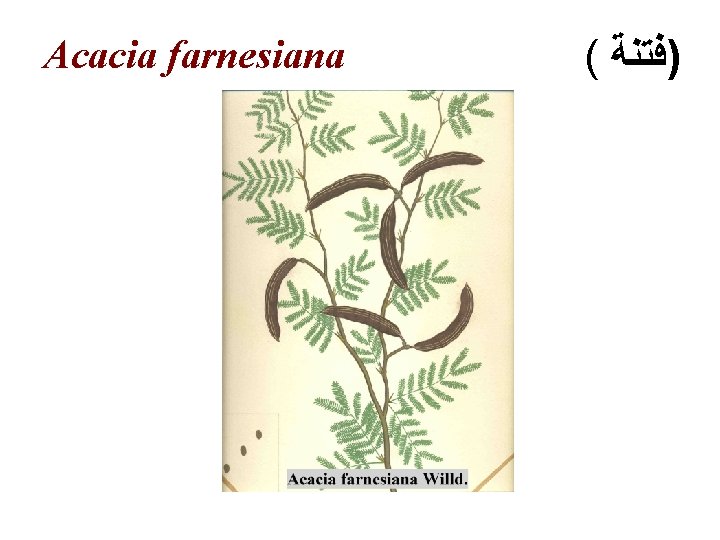 Acacia farnesiana ( )ﻓﺘﻨﺔ 