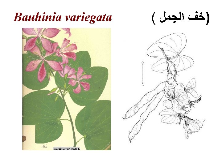 Bauhinia variegata ( )ﺧﻒ ﺍﻟﺠﻤﻞ 