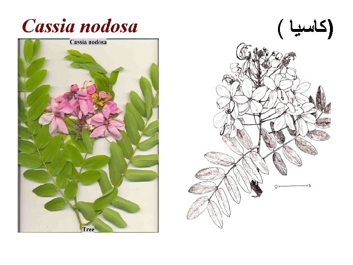 Cassia nodosa ( )ﻛﺎﺳﻴﺎ 