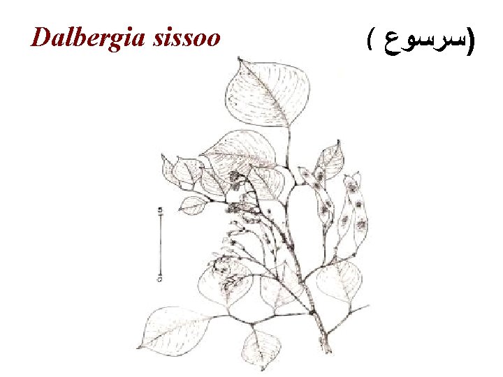 Dalbergia sissoo ( )ﺳﺮﺳﻮﻉ 