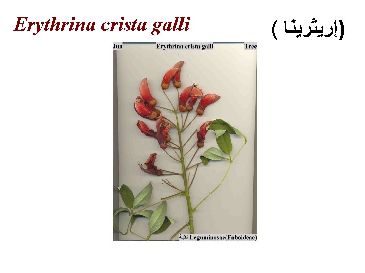 Erythrina crista galli ( )ﺇﺭﻳﺜﺮﻳﻨﺎ 