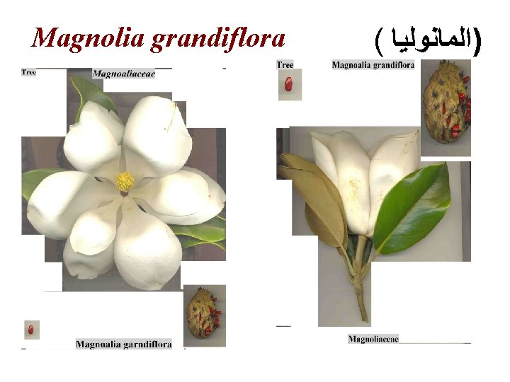 Magnolia grandiflora ( )ﺍﻟﻤﺎﻧﻮﻟﻴﺎ 