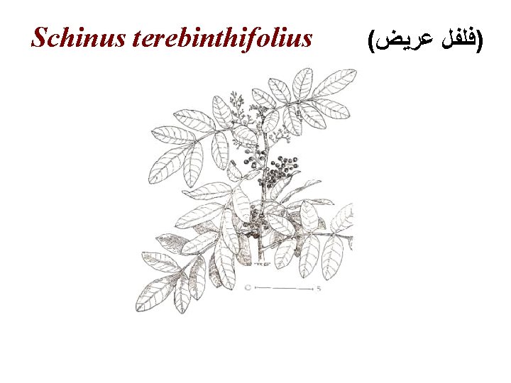 Schinus terebinthifolius ( )ﻓﻠﻔﻞ ﻋﺮﻳﺾ 