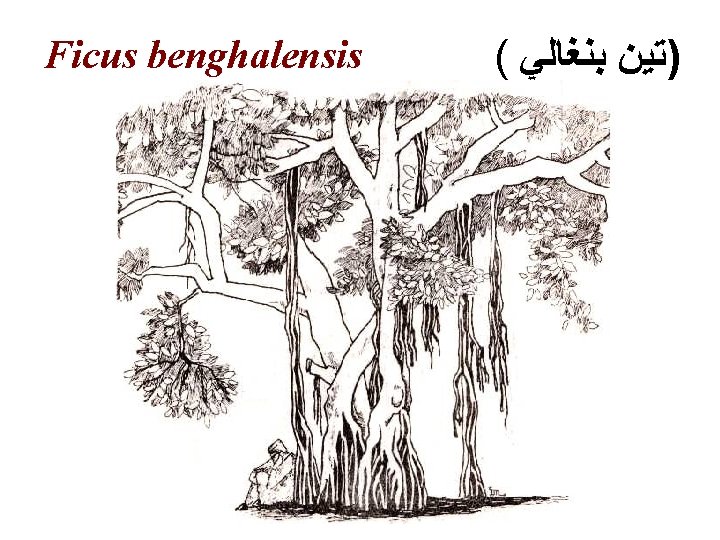 Ficus benghalensis ( )ﺗﻴﻦ ﺑﻨﻐﺎﻟﻲ 