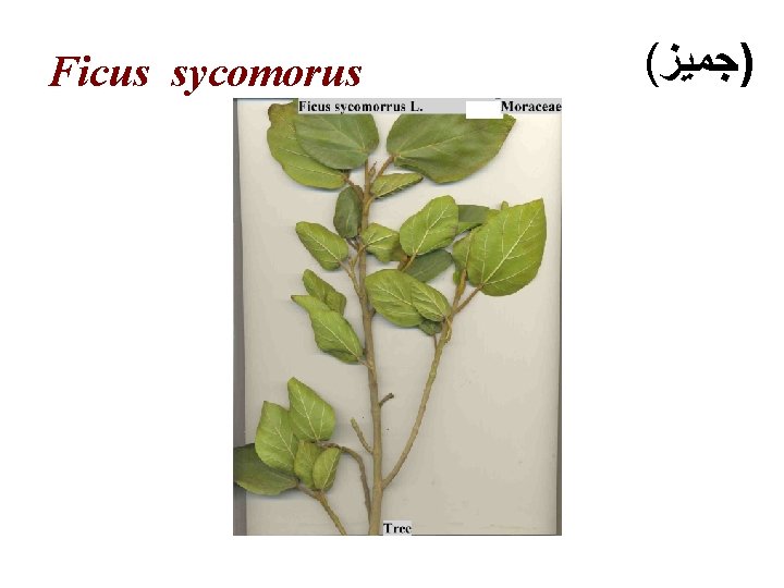 Ficus sycomorus ( )ﺟﻤﻴﺰ 