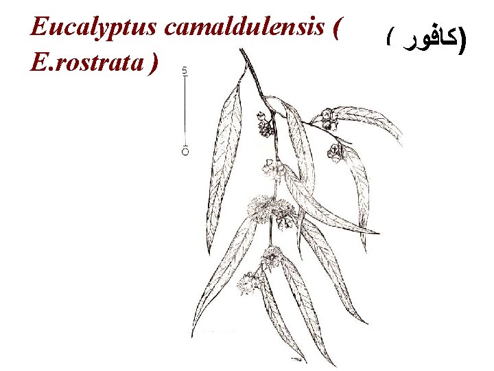 Eucalyptus camaldulensis ( E. rostrata ) ( )ﻛﺎﻓﻮﺭ 