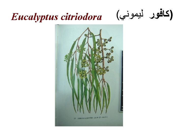 Eucalyptus citriodora ( )ﻛﺎﻓﻮﺭ ﻟﻴﻤﻮﻧﻲ 