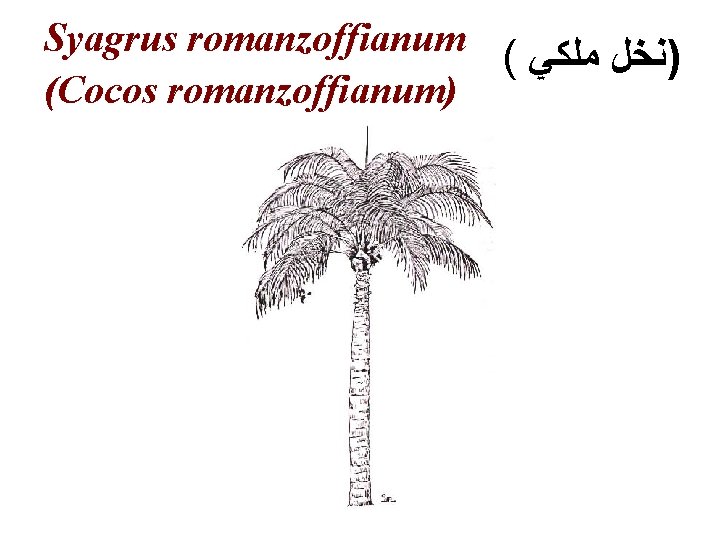 Syagrus romanzoffianum ( )ﻧﺨﻞ ﻣﻠﻜﻲ (Cocos romanzoffianum) 