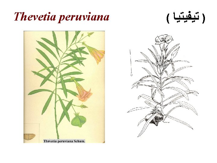 Thevetia peruviana ( ) ﺗﻴﻔﻴﺘﻴﺎ 