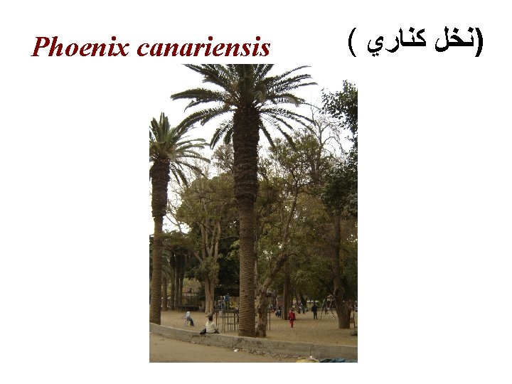 Phoenix canariensis ( )ﻧﺨﻞ ﻛﻨﺎﺭﻱ 