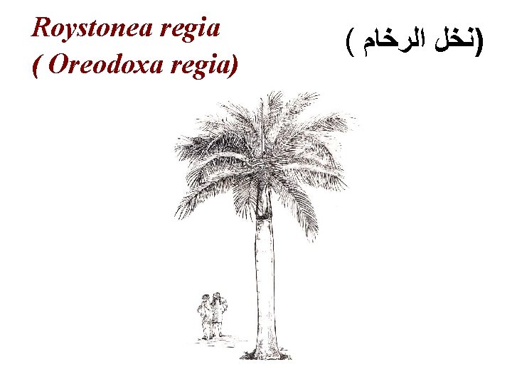Roystonea regia ( Oreodoxa regia) ( )ﻧﺨﻞ ﺍﻟﺮﺧﺎﻡ 