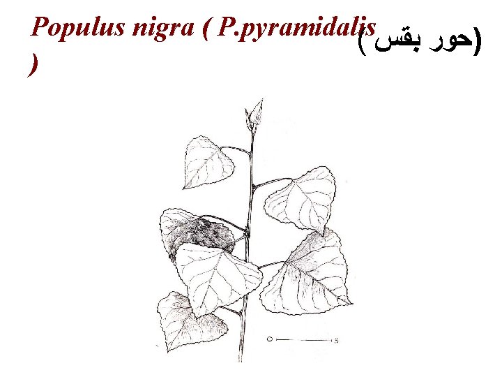 Populus nigra ( P. pyramidalis ( )ﺣﻮﺭ ﺑﻘﺲ ) 