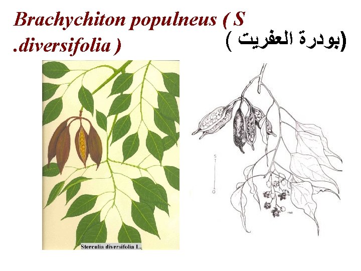 Brachychiton populneus ( S ( )ﺑﻮﺩﺭﺓ ﺍﻟﻌﻔﺮﻳﺖ . diversifolia ) 