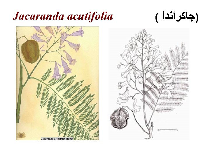 Jacaranda acutifolia ( )ﺟﺎﻛﺮﺍﻧﺪﺍ 