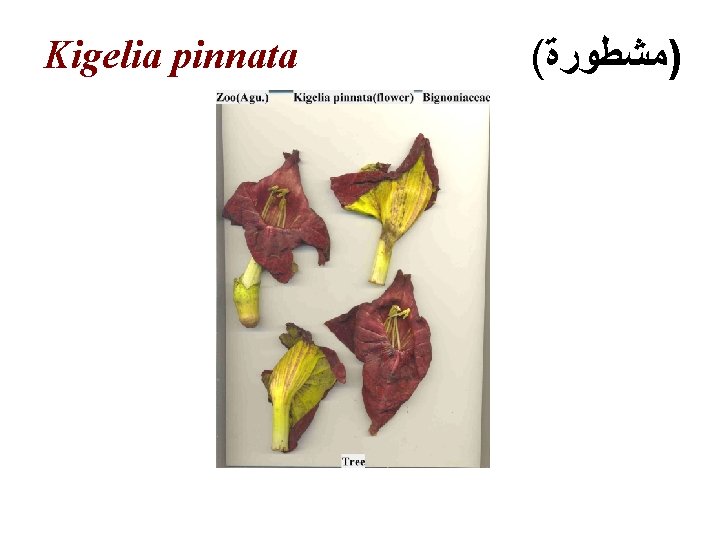 Kigelia pinnata ( )ﻣﺸﻄﻮﺭﺓ 