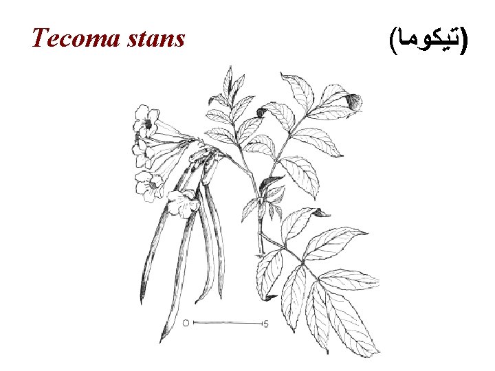 Tecoma stans ( )ﺗﻴﻜﻮﻣﺎ 