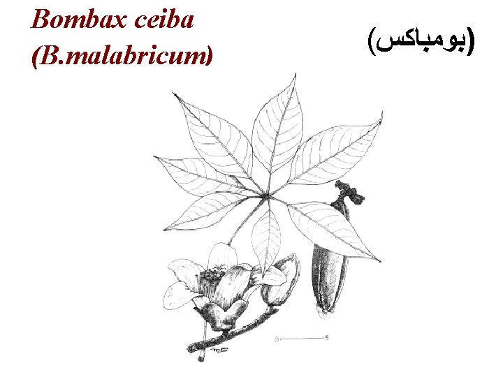 Bombax ceiba (B. malabricum) ( )ﺑﻮﻣﺒﺎﻛﺲ 