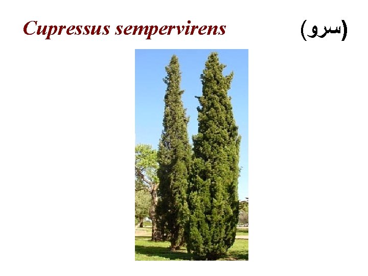 Cupressus sempervirens ( )ﺳﺮﻭ 
