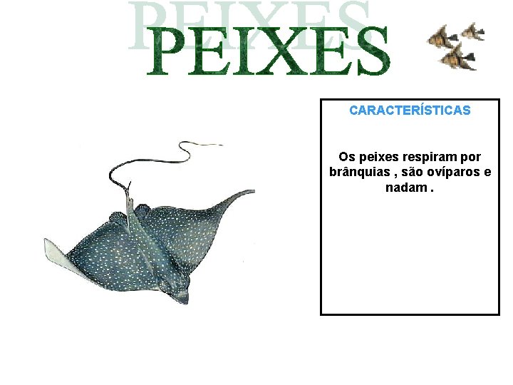CARACTERÍSTICAS Os peixes respiram por brânquias , são ovíparos e nadam. 