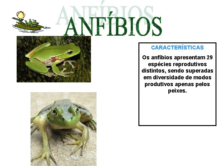 CARACTERÍSTICAS Os anfíbios apresentam 29 espécies reprodutivos distintos, sendo superadas em diversidade de modos