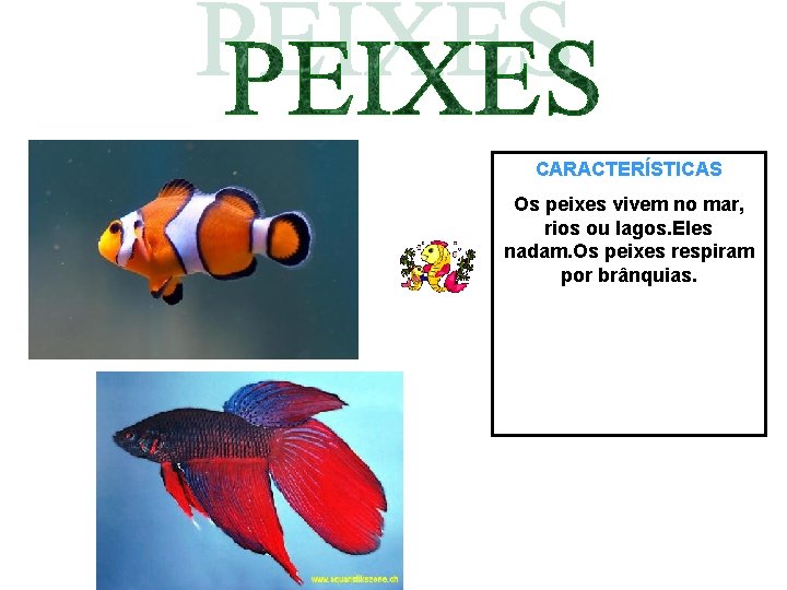 CARACTERÍSTICAS Os peixes vivem no mar, rios ou lagos. Eles nadam. Os peixes respiram