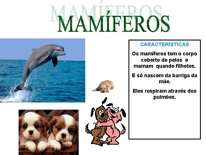 CARACTERÍSTICAS Os mamíferos tem o corpo coberto de pelos e mamam quando filhotes. E