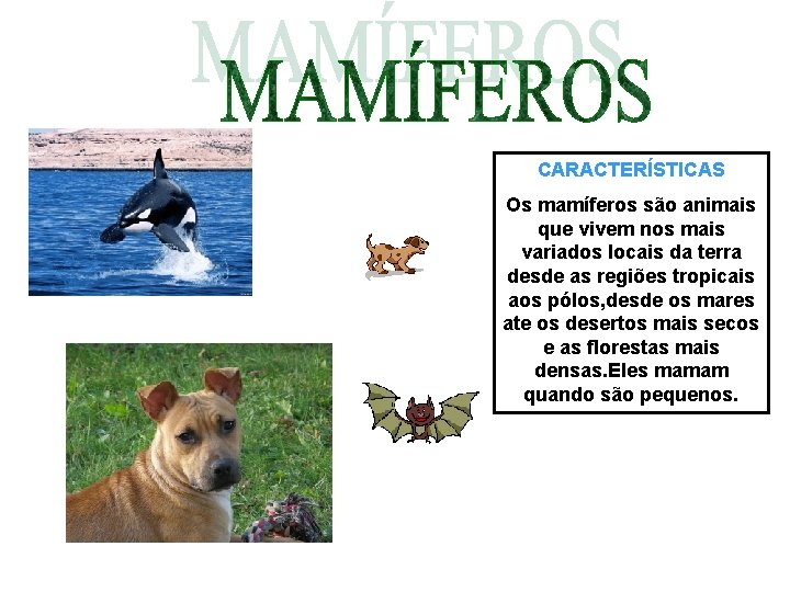 CARACTERÍSTICAS Os mamíferos são animais que vivem nos mais variados locais da terra desde