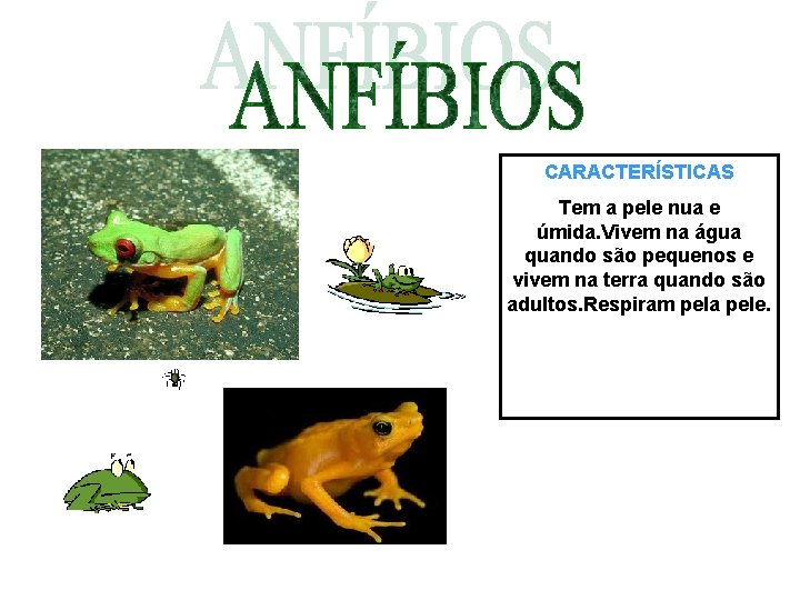 CARACTERÍSTICAS Tem a pele nua e úmida. Vivem na água quando são pequenos e