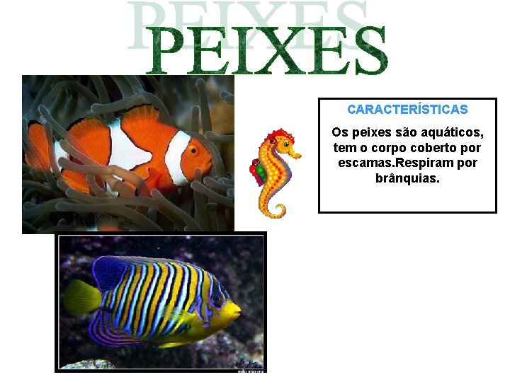 CARACTERÍSTICAS Os peixes são aquáticos, tem o corpo coberto por escamas. Respiram por brânquias.