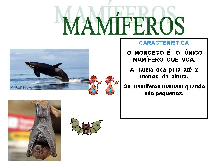 CARACTERÍSTICA O MORCEGO É O ÚNICO MAMÍFERO QUE VOA. A baleia oca pula até