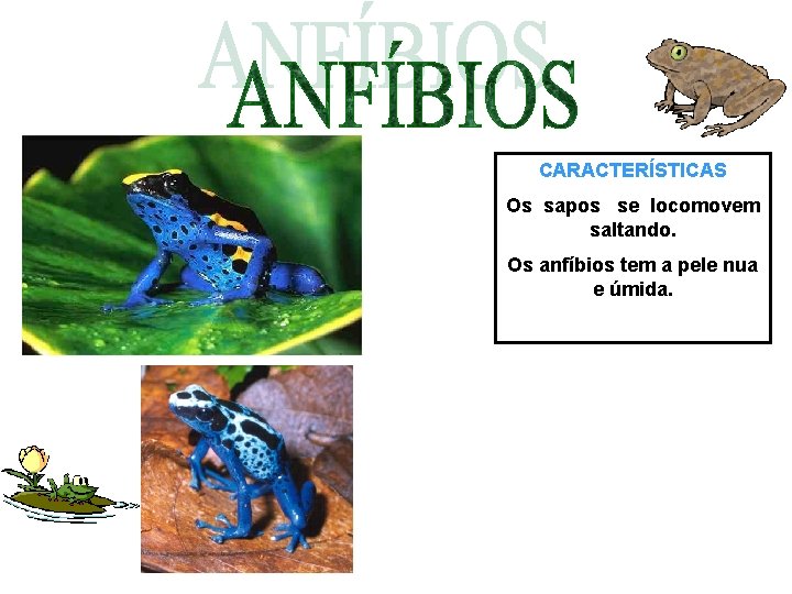 CARACTERÍSTICAS Os sapos se locomovem saltando. Os anfíbios tem a pele nua e úmida.