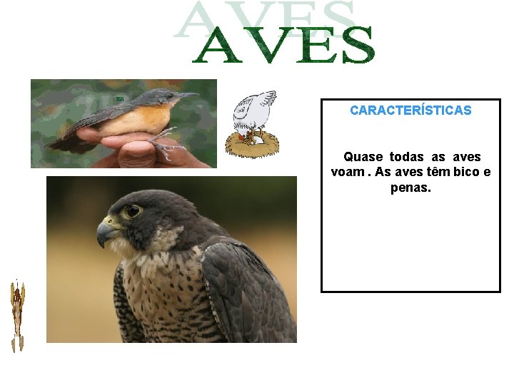 CARACTERÍSTICAS Quase todas as aves voam. As aves têm bico e penas. 