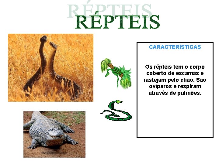 CARACTERÍSTICAS Os répteis tem o corpo coberto de escamas e rastejam pelo chão. São