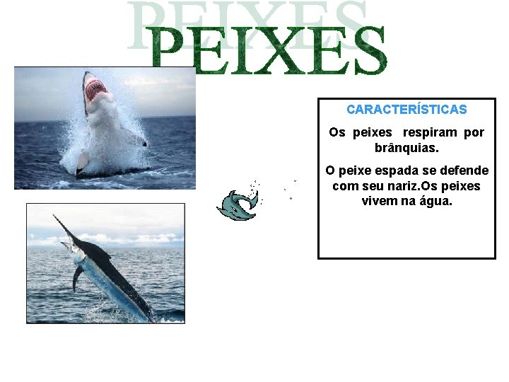 CARACTERÍSTICAS Os peixes respiram por brânquias. O peixe espada se defende com seu nariz.