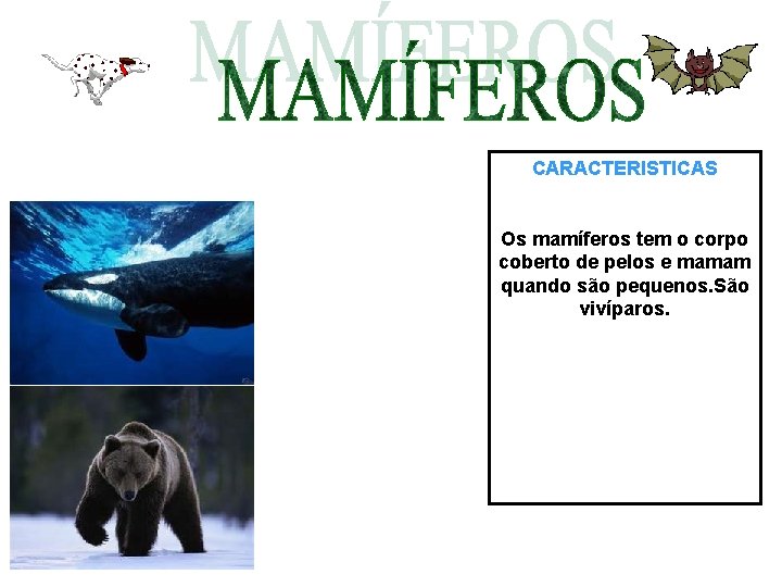 CARACTERISTICAS Os mamíferos tem o corpo coberto de pelos e mamam quando são pequenos.