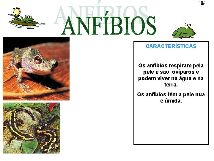 CARACTERÍSTICAS Os anfíbios respiram pela pele e são ovíparos e podem viver na água