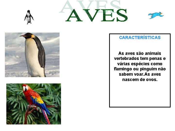CARACTERÍSTICAS As aves são animais vertebrados tem penas e várias espécies como flamingo ou