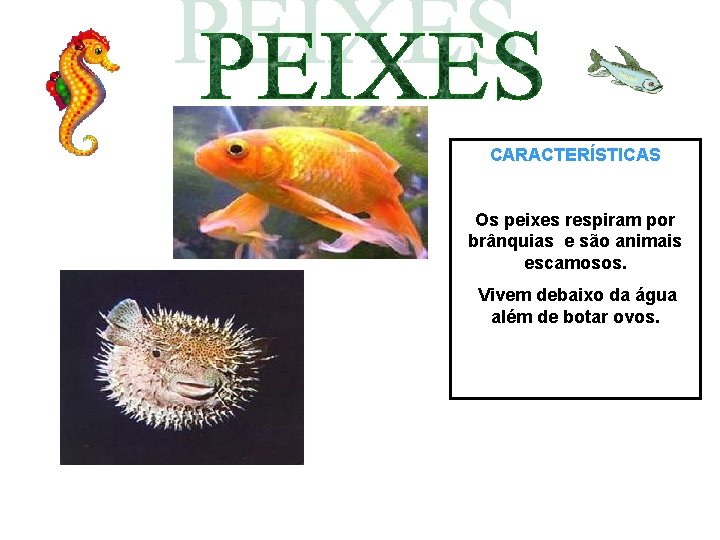 CARACTERÍSTICAS Os peixes respiram por brânquias e são animais escamosos. Vivem debaixo da água