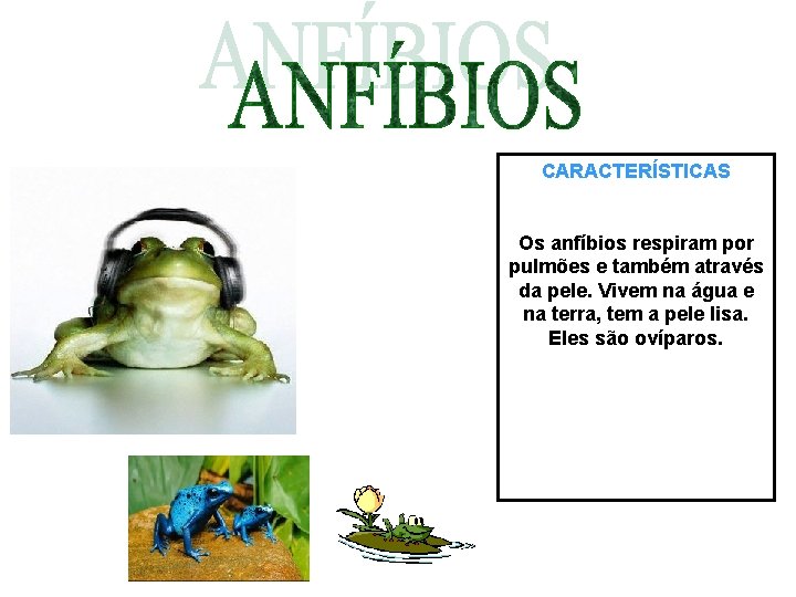 CARACTERÍSTICAS Os anfíbios respiram por pulmões e também através da pele. Vivem na água