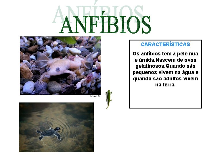CARACTERÍSTICAS Os anfíbios têm a pele nua e úmida. Nascem de ovos gelatinosos. Quando