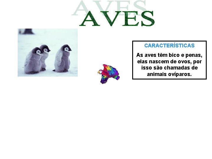 CARACTERÍSTICAS As aves têm bico e penas, elas nascem de ovos, por isso são