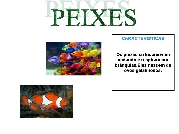CARACTERÍSTICAS Os peixes se locomovem nadando e respiram por brânquias. Eles nascem de ovos