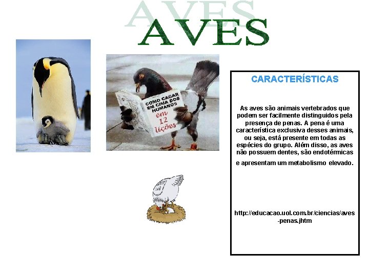 CARACTERÍSTICAS As aves são animais vertebrados que podem ser facilmente distinguidos pela presença de