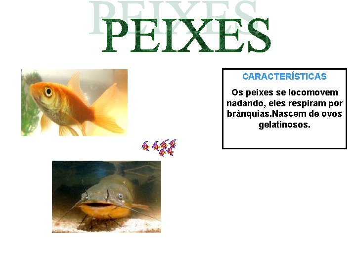 CARACTERÍSTICAS Os peixes se locomovem nadando, eles respiram por brânquias. Nascem de ovos gelatinosos.