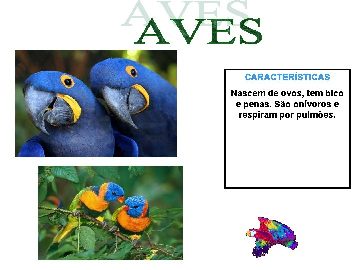 CARACTERÍSTICAS Nascem de ovos, tem bico e penas. São onívoros e respiram por pulmões.