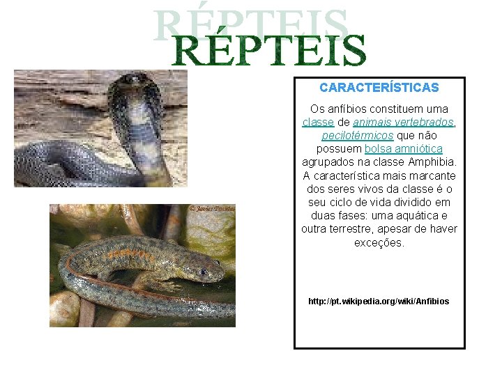 CARACTERÍSTICAS Os anfíbios constituem uma classe de animais vertebrados, pecilotérmicos que não possuem bolsa