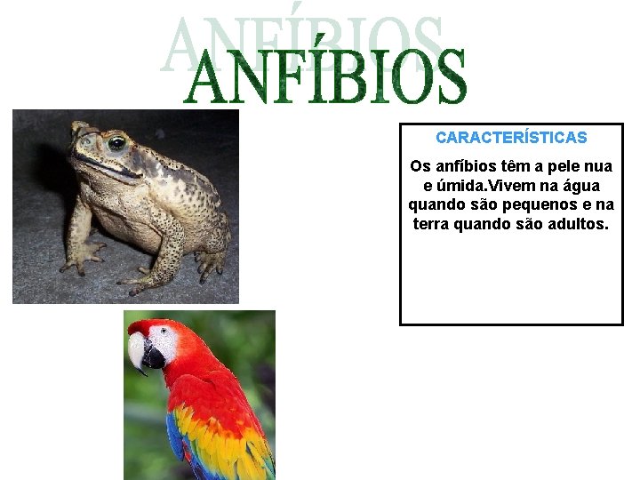 CARACTERÍSTICAS Os anfíbios têm a pele nua e úmida. Vivem na água quando são