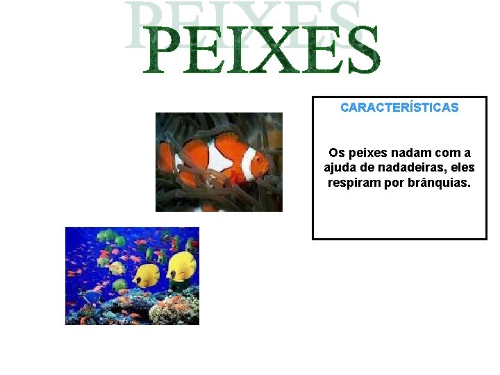 CARACTERÍSTICAS Os peixes nadam com a ajuda de nadadeiras, eles respiram por brânquias. 