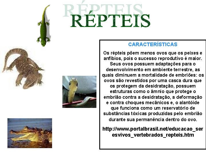 CARACTERÍSTICAS Os répteis põem menos ovos que os peixes e anfíbios, pois o sucesso